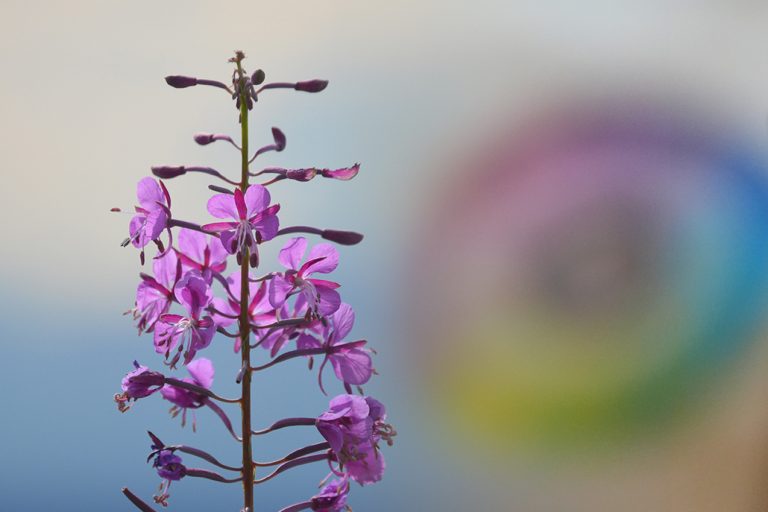 Photo of flower and color wheel